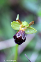 Ophrys sitiaca
