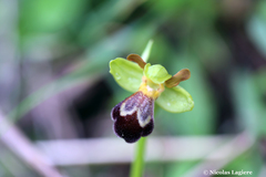 Ophrys sitiaca