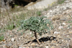 Astragalus setosulus