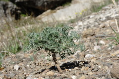 Astragalus setosulus