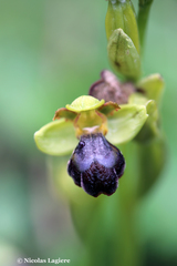 Ophrys sitiaca