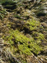 Ulva californica