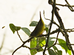 Geothlypis philadelphia