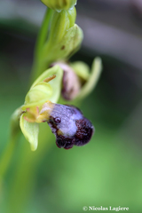 Ophrys sitiaca