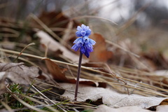 Muscari azureum