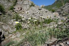 Anthemis sterilis