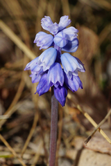 Muscari azureum