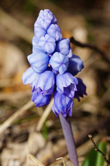 Muscari azureum