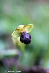 Ophrys sitiaca