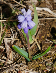 Muscari azureum