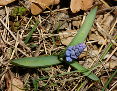 Muscari azureum