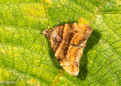 Choreutis amethystodes