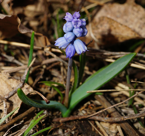 Muscari azureum, photograph 6