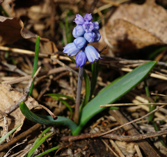 Muscari azureum
