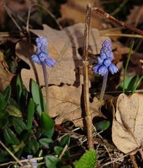 Muscari azureum