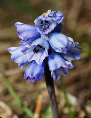 Muscari azureum