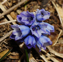 Muscari azureum