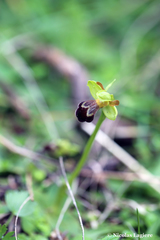 Ophrys sitiaca