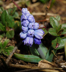 Muscari azureum