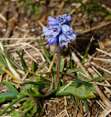 Muscari azureum