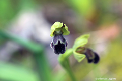Ophrys sitiaca