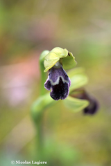 Ophrys sitiaca