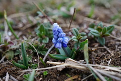 Muscari azureum