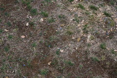 Muscari azureum