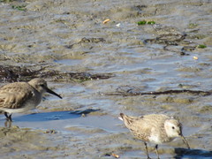 Calidris alpina