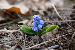 Muscari azureum