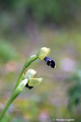 Ophrys sitiaca