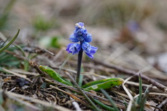 Muscari azureum
