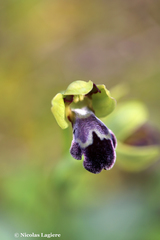 Ophrys sitiaca
