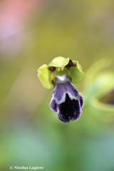 Ophrys sitiaca