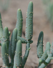 Tecticornia australasica