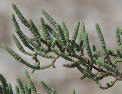 Tecticornia pergranulata