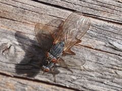 Lispocephala brachialis