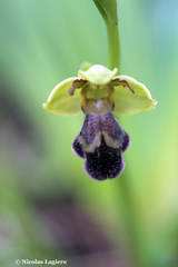 Ophrys sitiaca