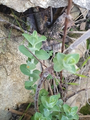 Hypericum tomentosum