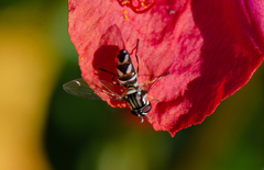 Allograpta piurana