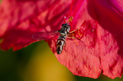 Allograpta piurana