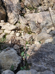 Hypericum tomentosum