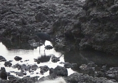 Egretta gularis image