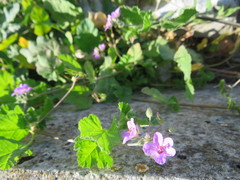 Erodium moschatum