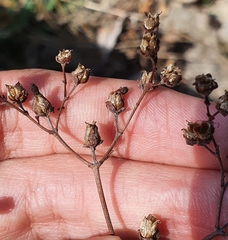 Hypericum tomentosum