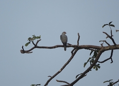 Accipiter badius