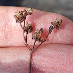 Hypericum tomentosum