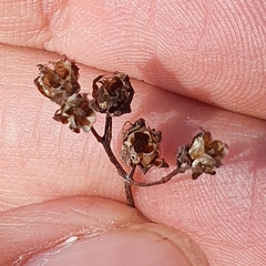 Hypericum tomentosum