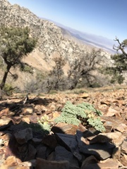 Lomatium shevockii