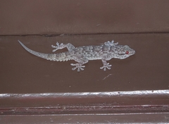 Tarentola parvicarinata